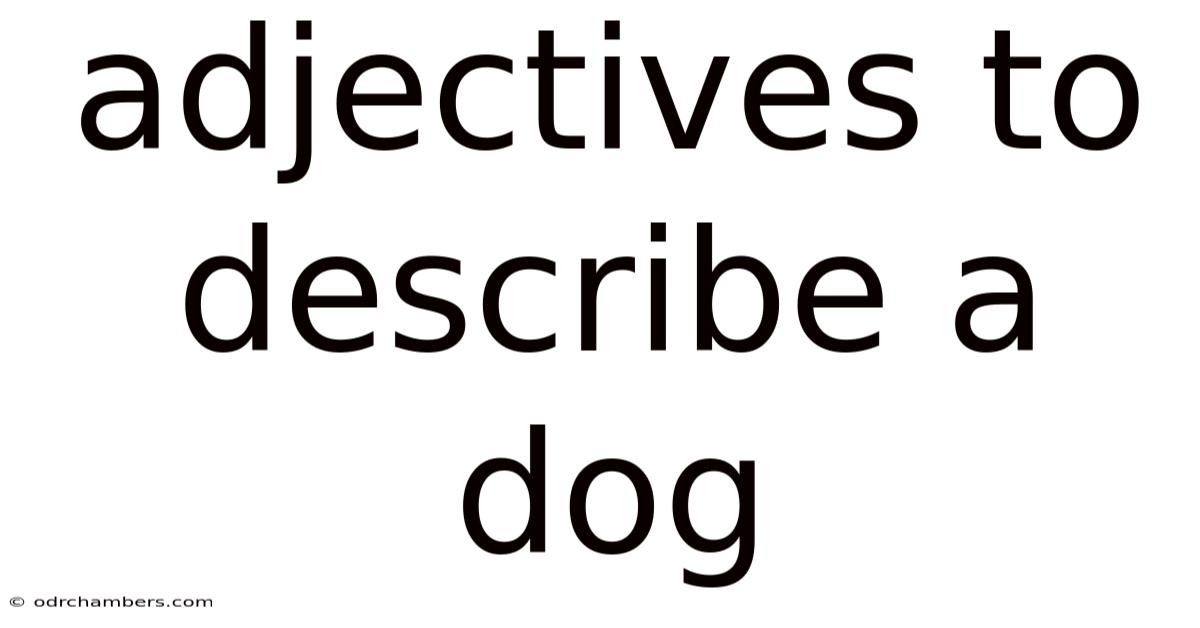 Adjectives To Describe A Dog