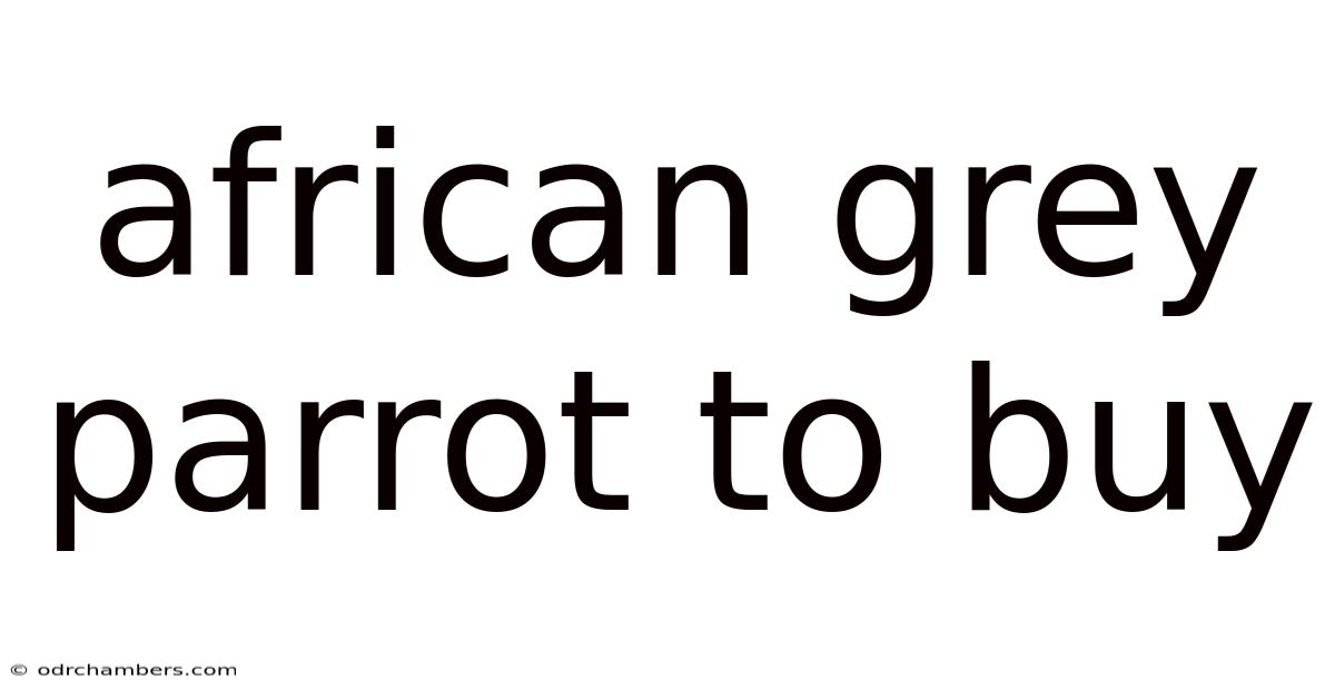 African Grey Parrot To Buy