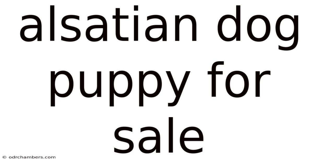 Alsatian Dog Puppy For Sale