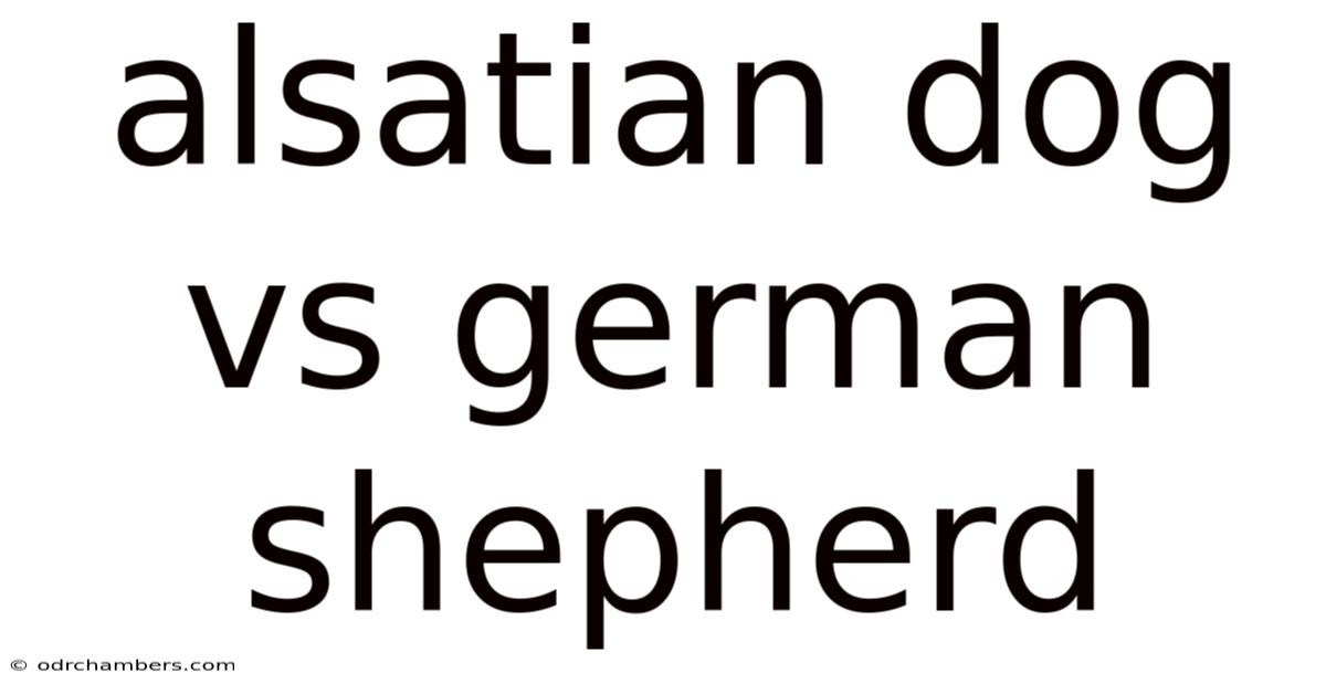 Alsatian Dog Vs German Shepherd