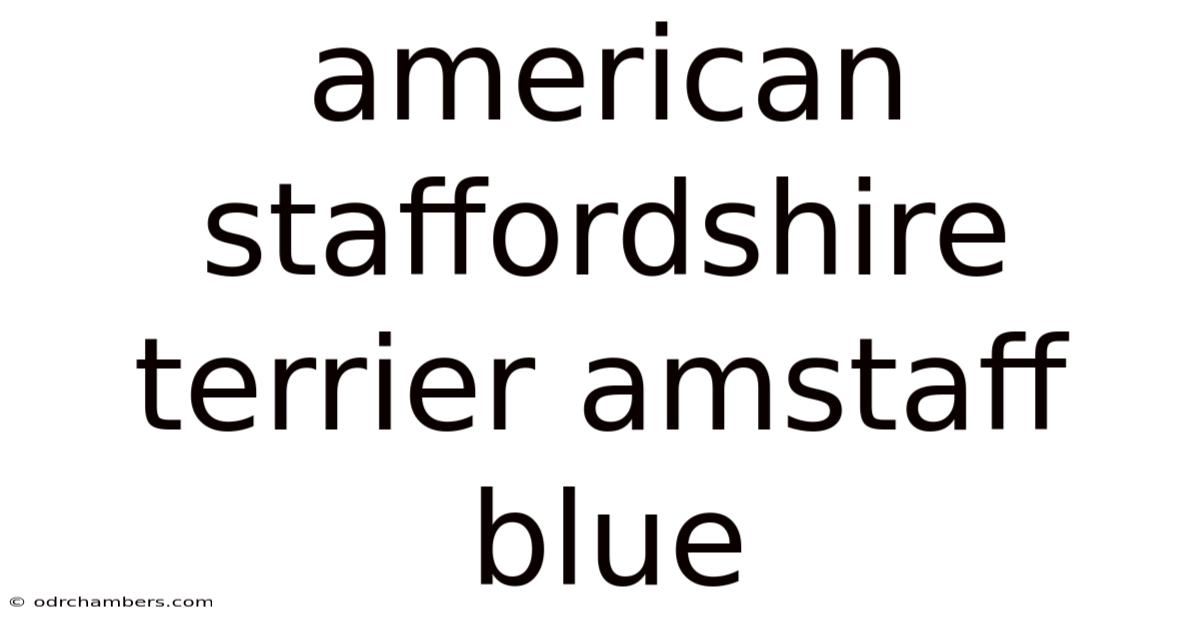 American Staffordshire Terrier Amstaff Blue