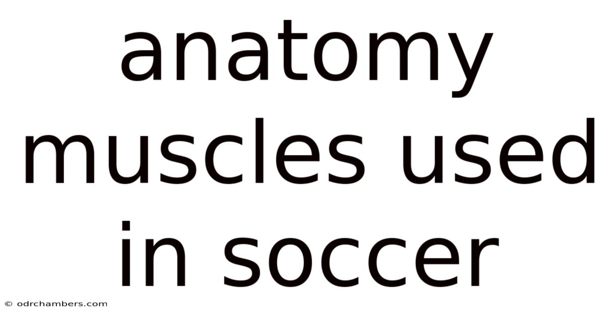 Anatomy Muscles Used In Soccer
