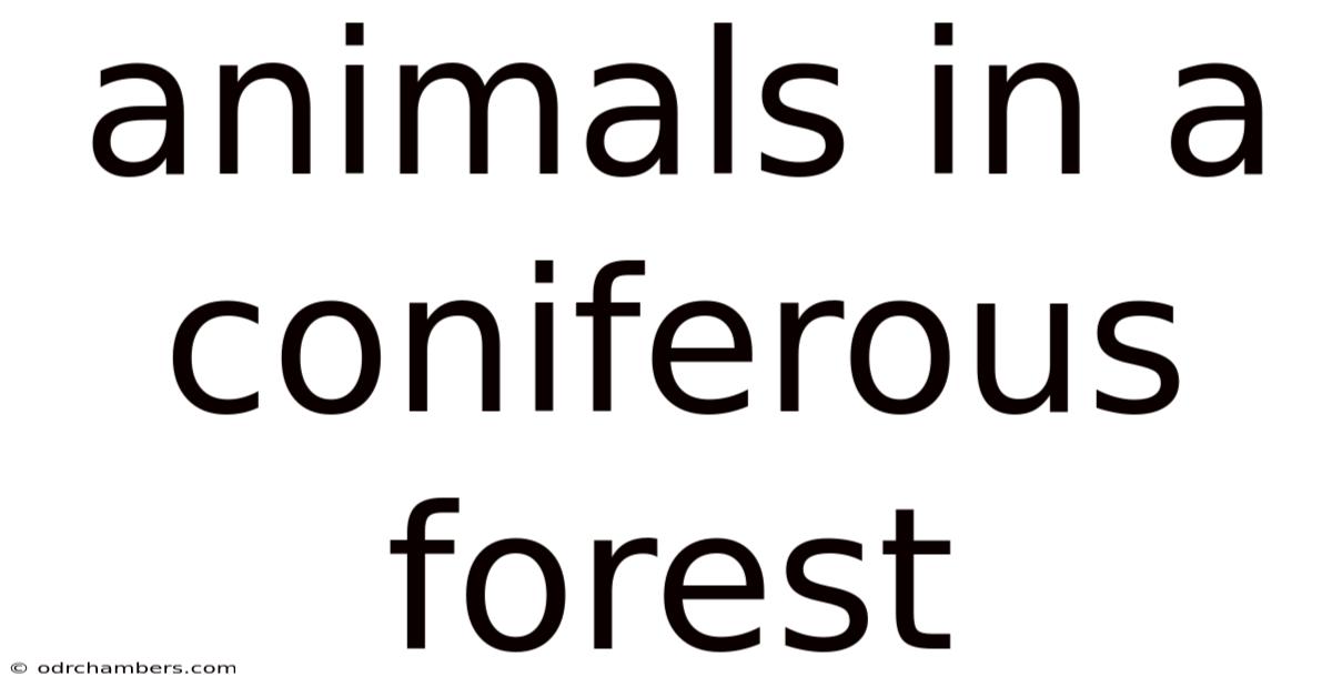 Animals In A Coniferous Forest