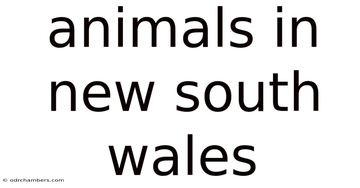 Animals In New South Wales