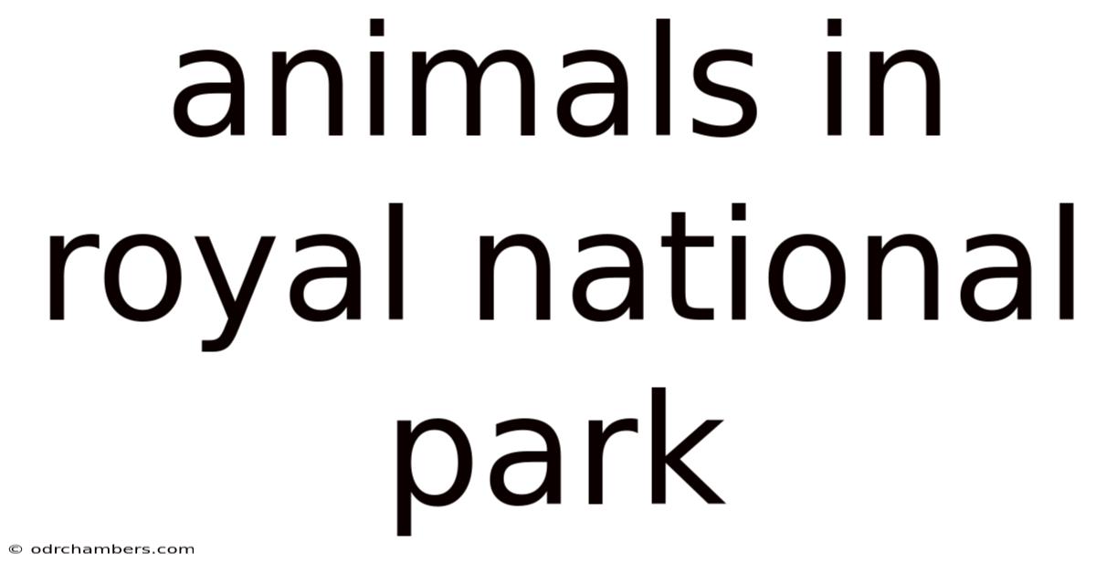 Animals In Royal National Park