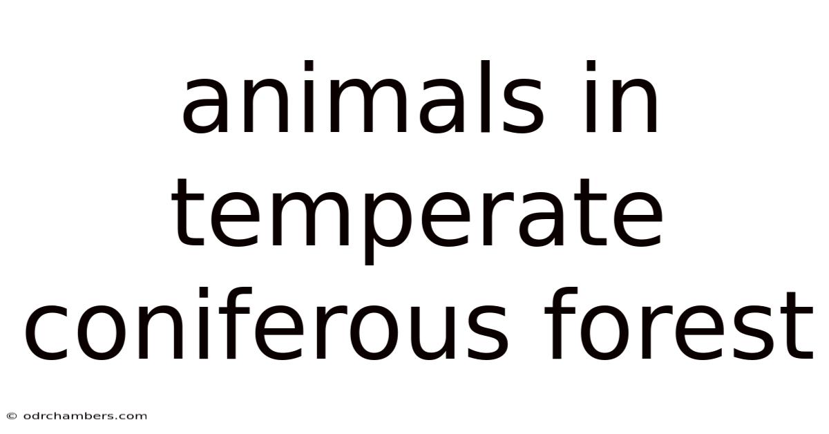 Animals In Temperate Coniferous Forest