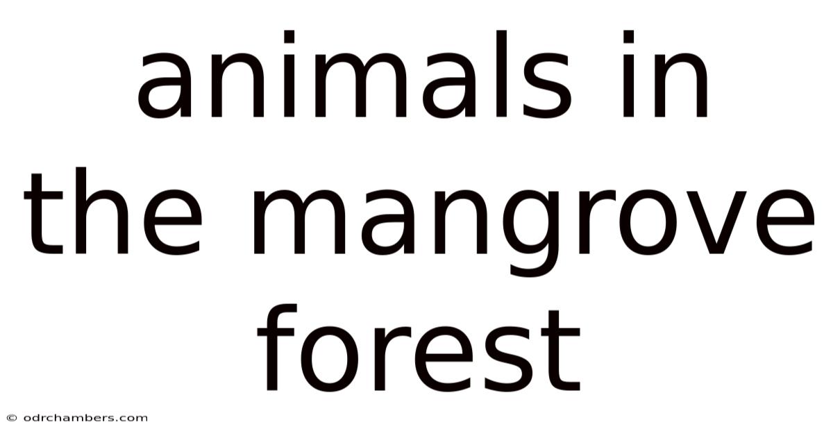 Animals In The Mangrove Forest