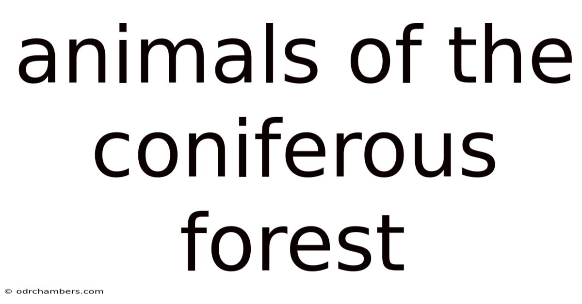 Animals Of The Coniferous Forest
