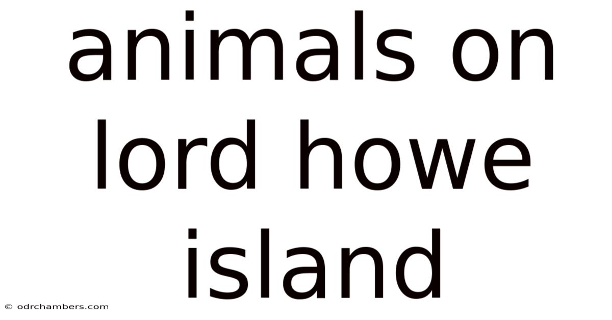 Animals On Lord Howe Island