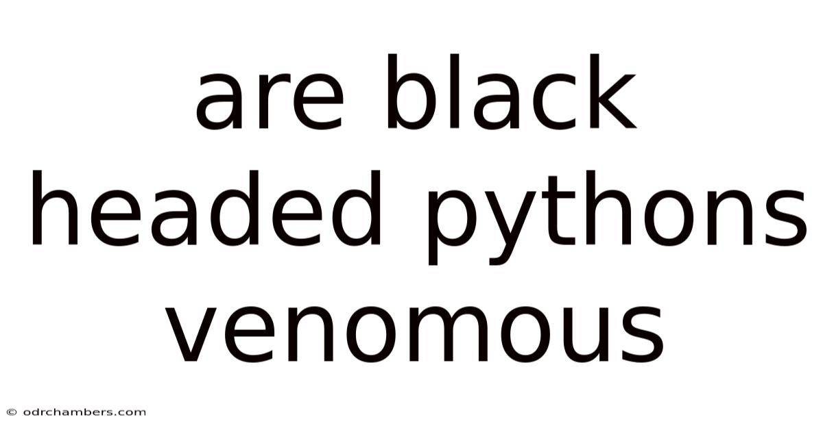 Are Black Headed Pythons Venomous