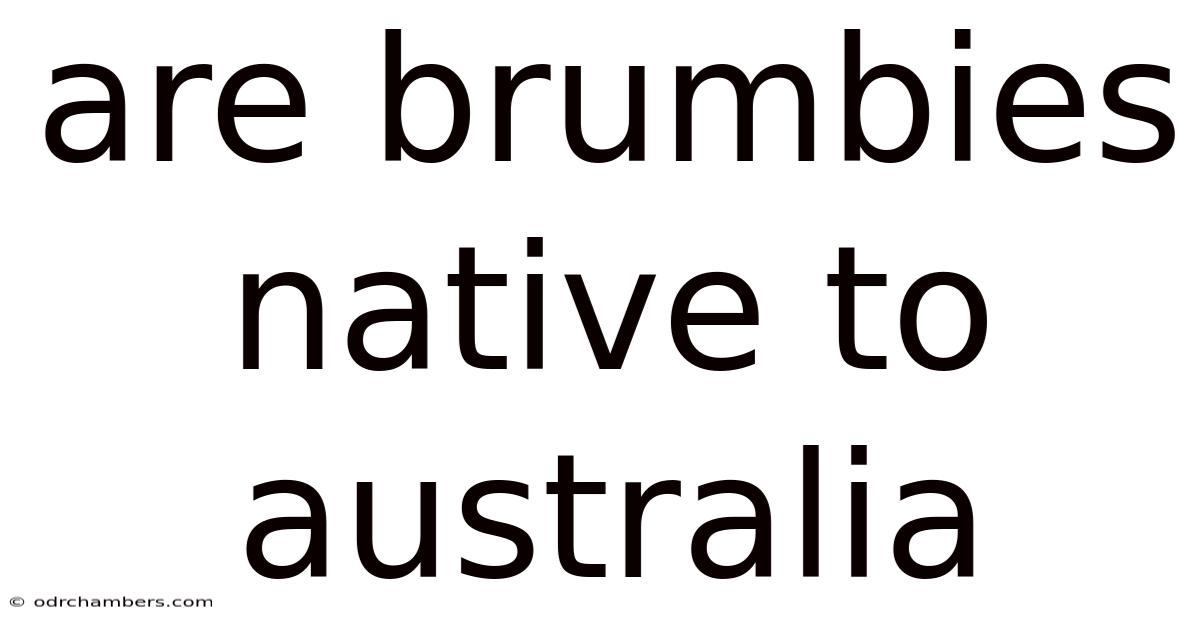 Are Brumbies Native To Australia