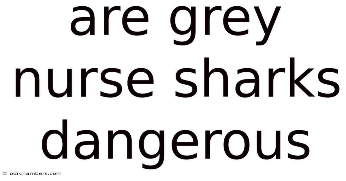 Are Grey Nurse Sharks Dangerous