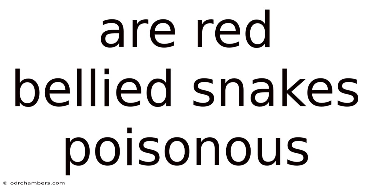 Are Red Bellied Snakes Poisonous