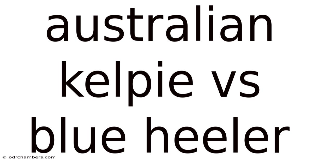 Australian Kelpie Vs Blue Heeler