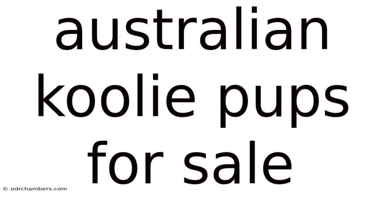 Australian Koolie Pups For Sale