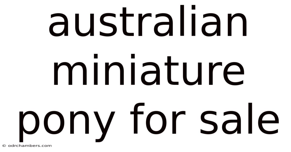 Australian Miniature Pony For Sale