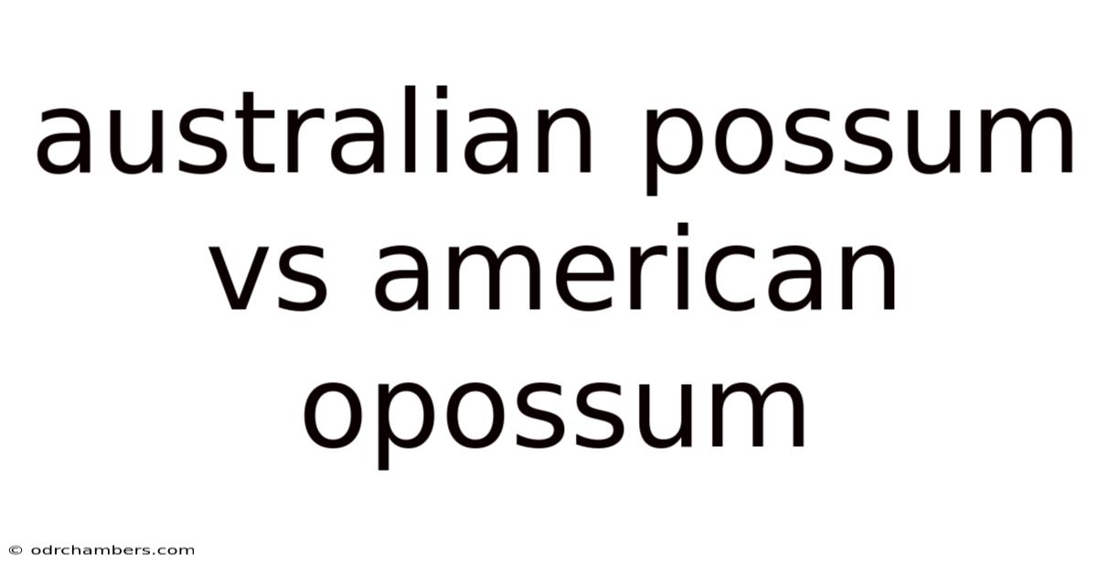 Australian Possum Vs American Opossum