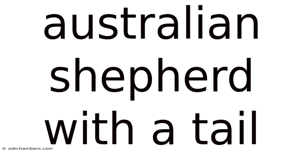 Australian Shepherd With A Tail