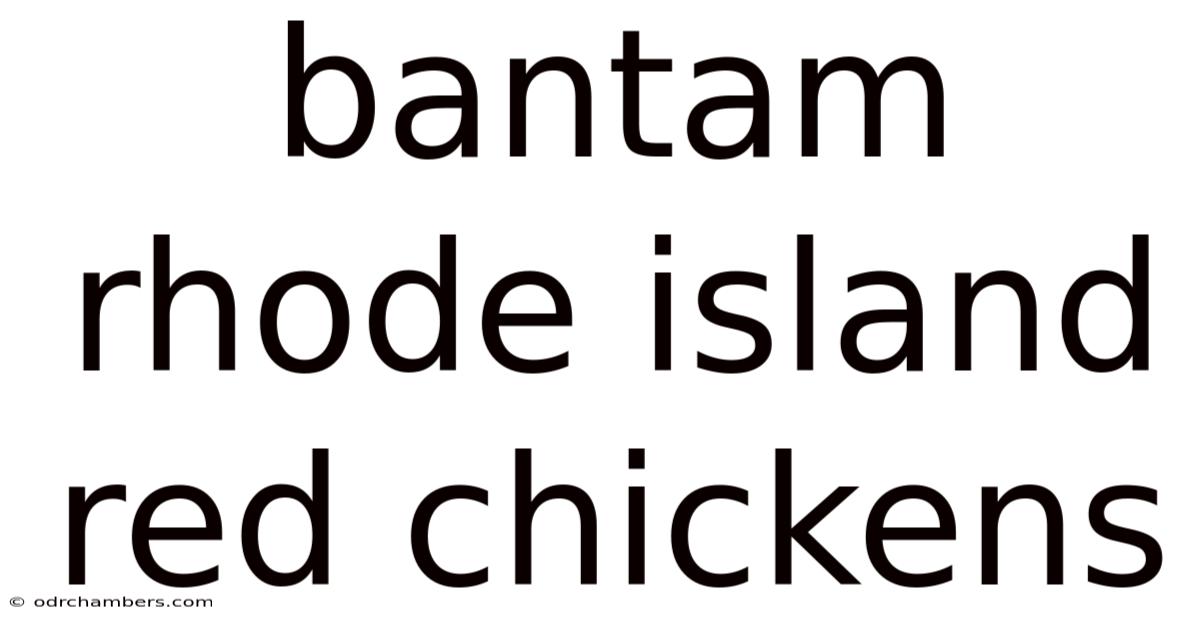 Bantam Rhode Island Red Chickens