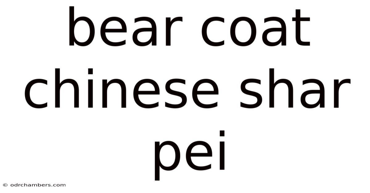 Bear Coat Chinese Shar Pei