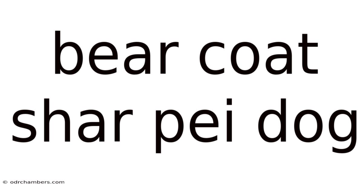 Bear Coat Shar Pei Dog