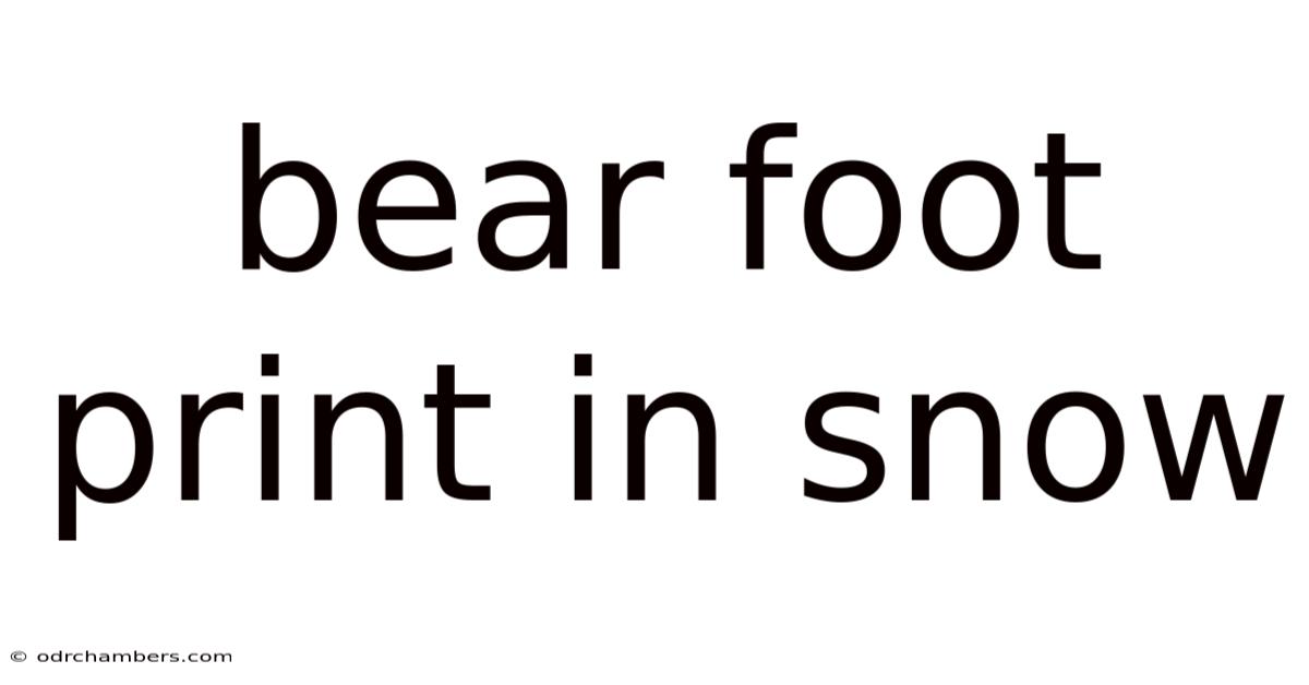 Bear Foot Print In Snow