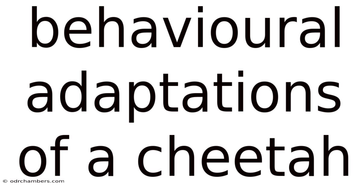 Behavioural Adaptations Of A Cheetah