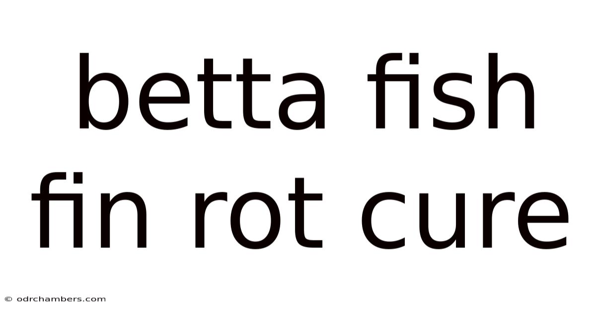 Betta Fish Fin Rot Cure