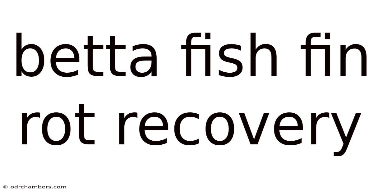 Betta Fish Fin Rot Recovery