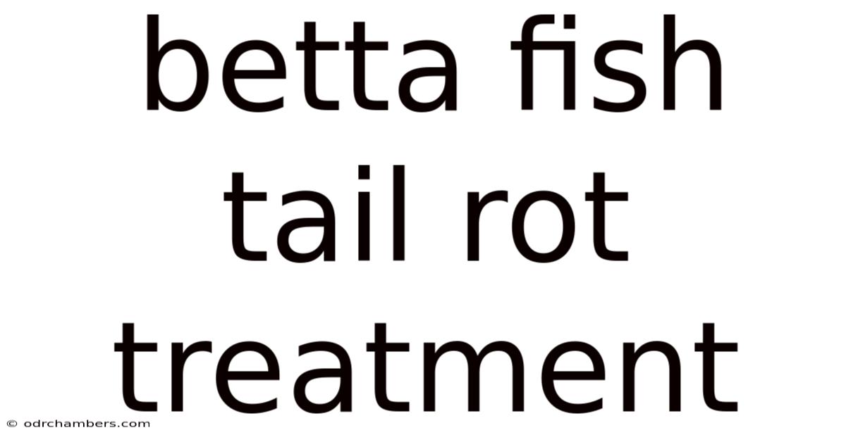 Betta Fish Tail Rot Treatment