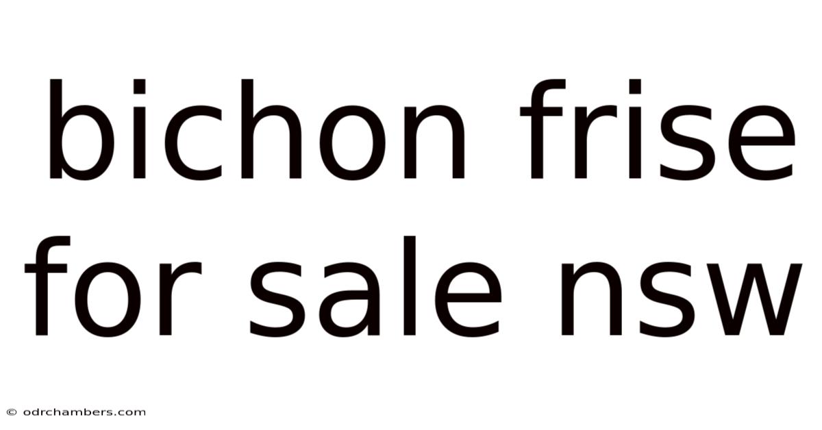 Bichon Frise For Sale Nsw