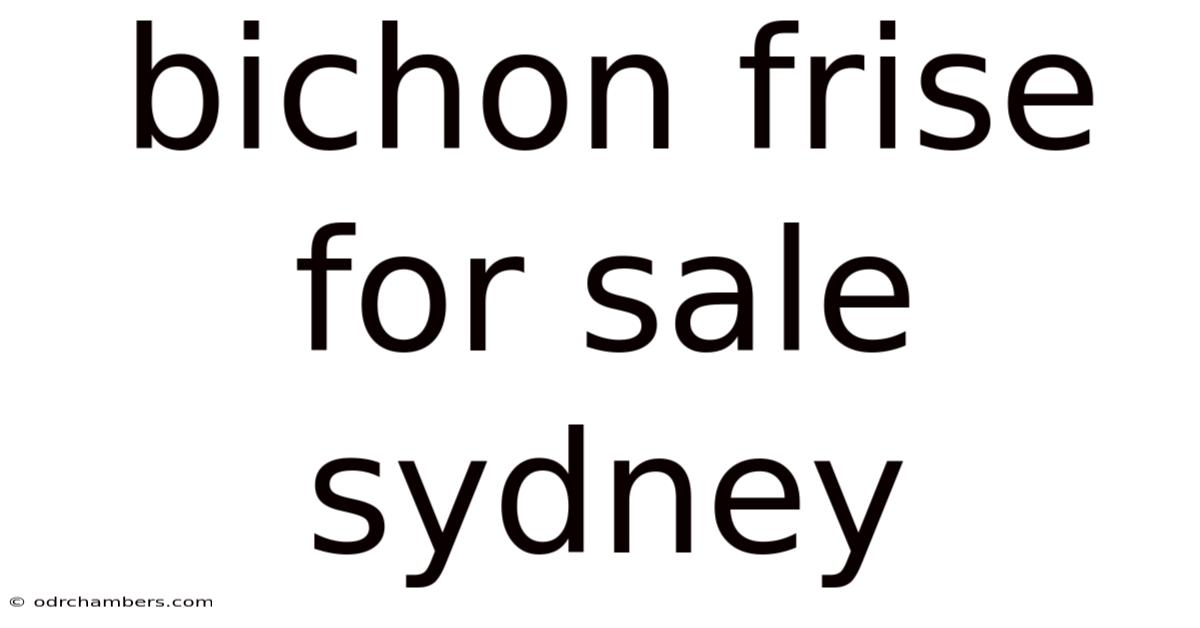 Bichon Frise For Sale Sydney