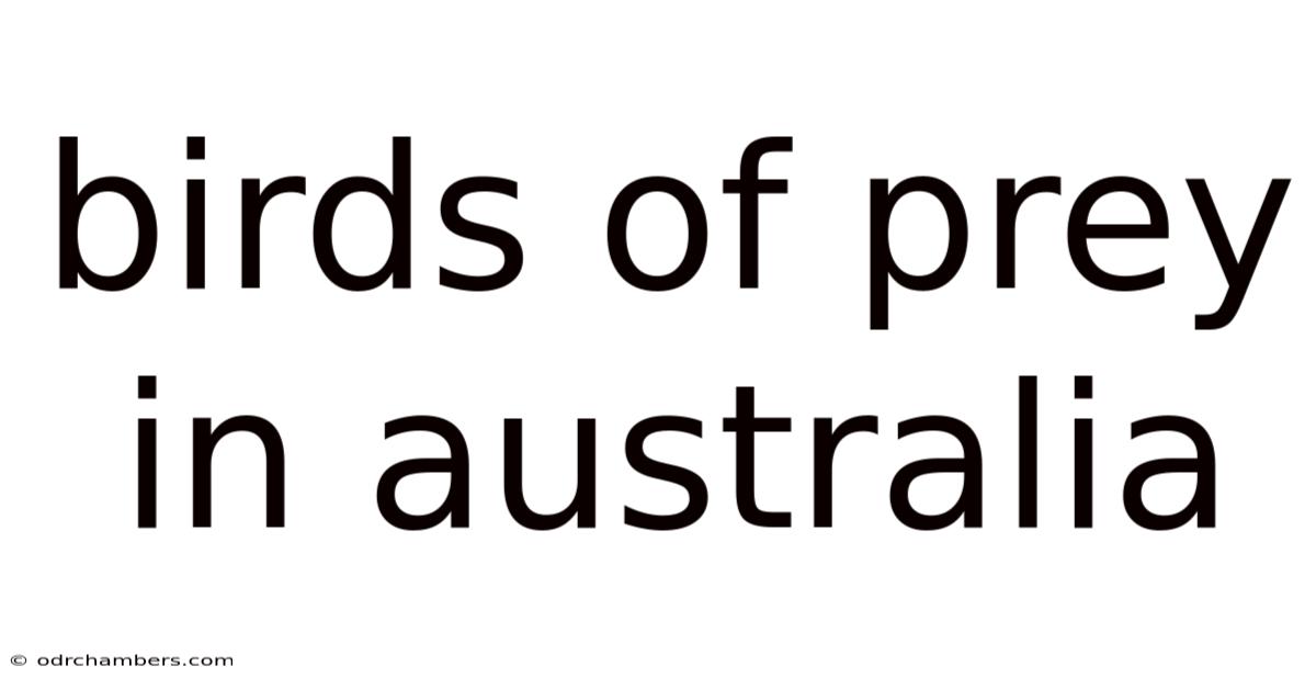 Birds Of Prey In Australia