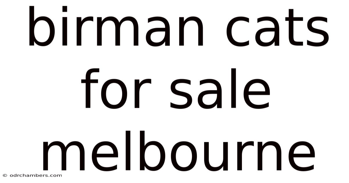 Birman Cats For Sale Melbourne