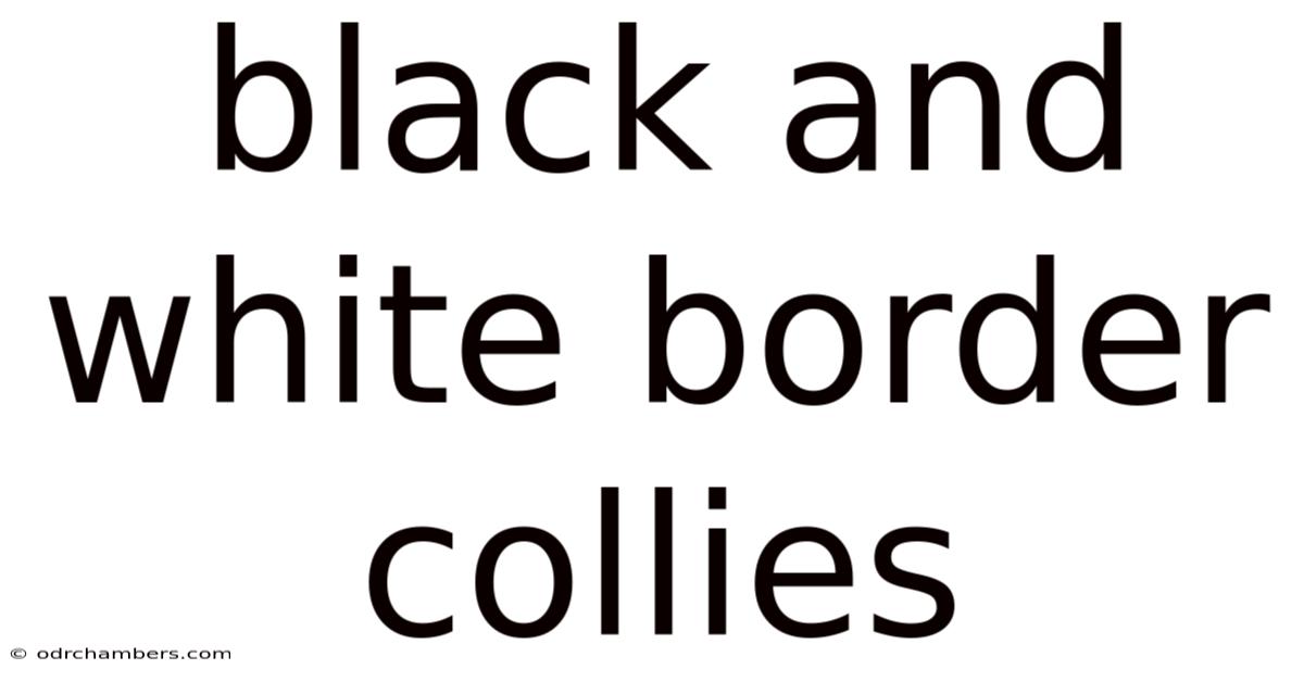 Black And White Border Collies