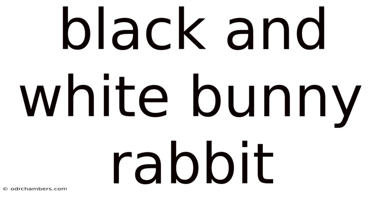Black And White Bunny Rabbit