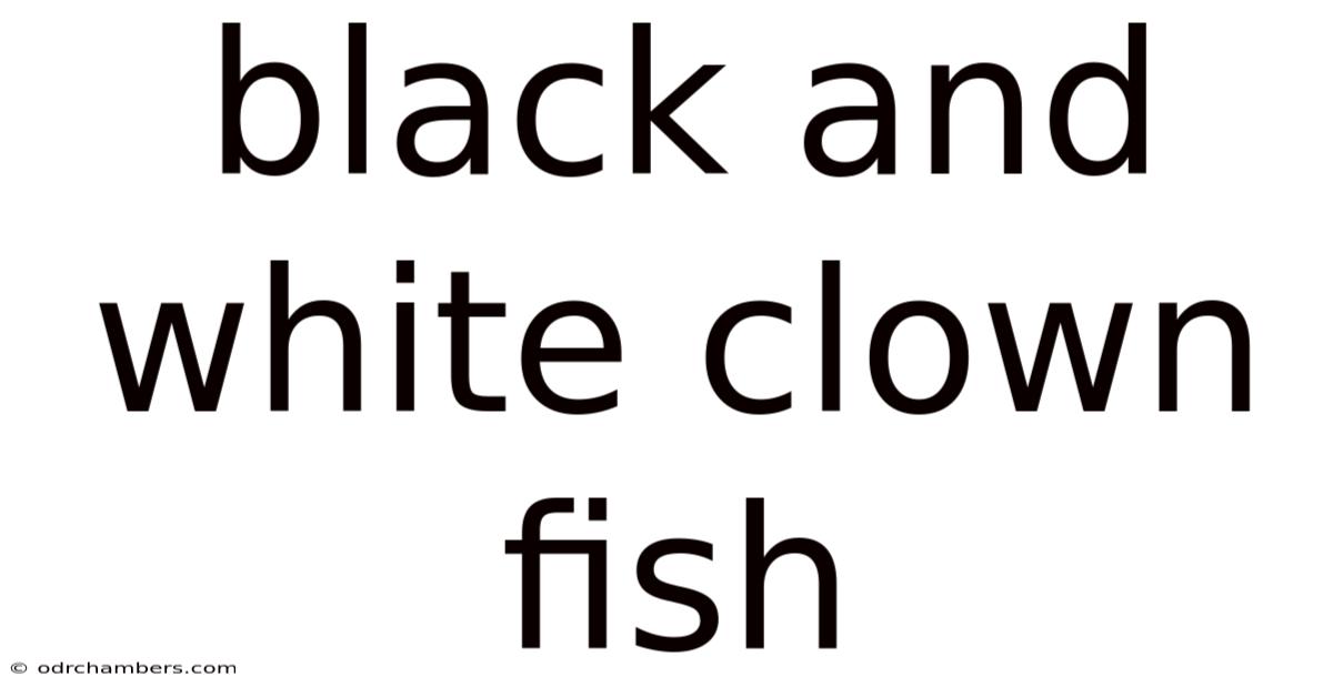 Black And White Clown Fish