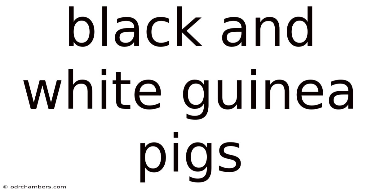 Black And White Guinea Pigs