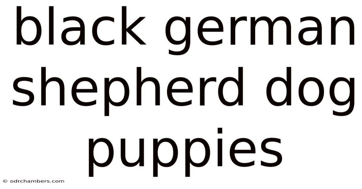 Black German Shepherd Dog Puppies