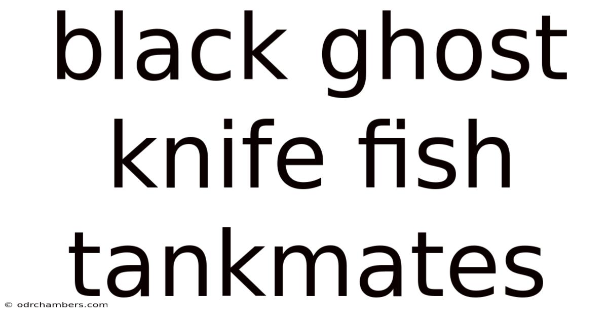 Black Ghost Knife Fish Tankmates