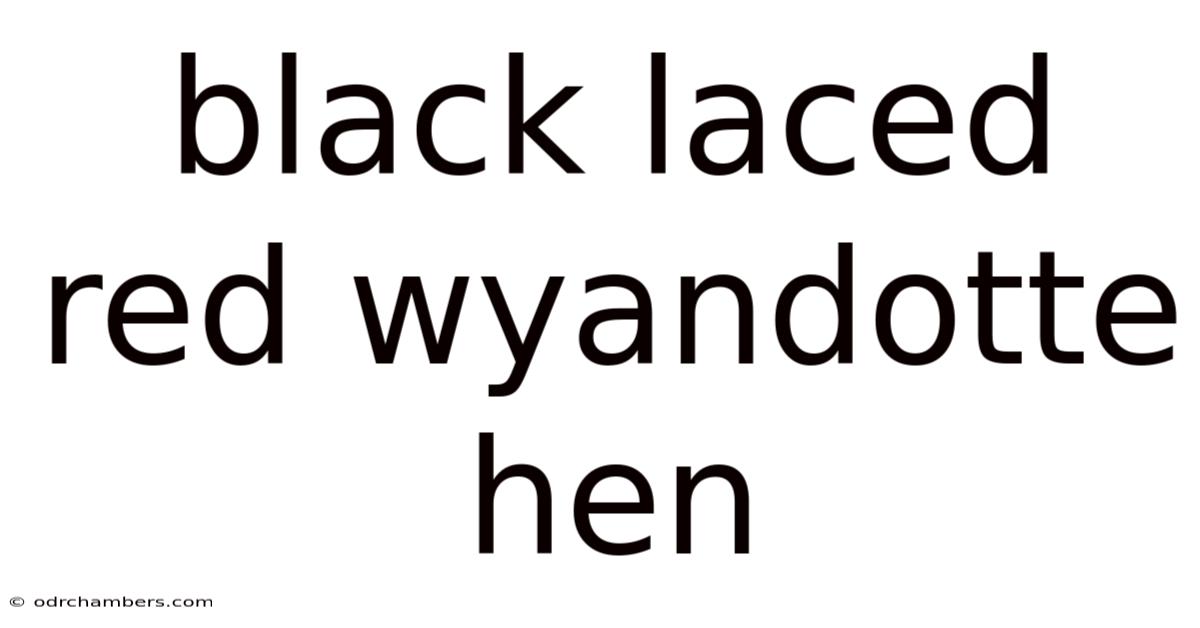 Black Laced Red Wyandotte Hen