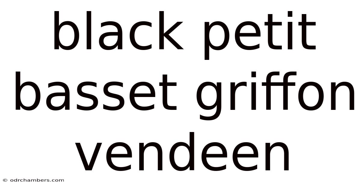 Black Petit Basset Griffon Vendeen