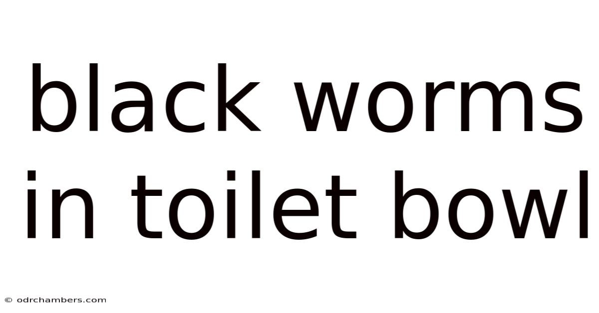 Black Worms In Toilet Bowl