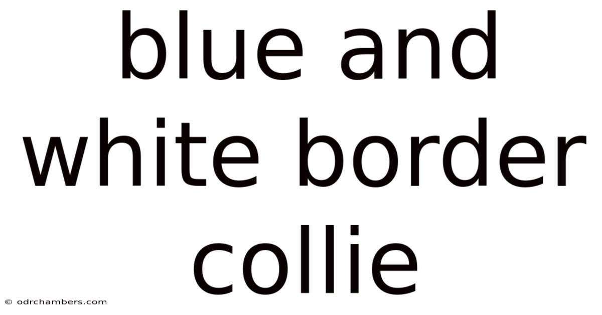 Blue And White Border Collie
