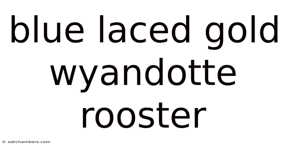 Blue Laced Gold Wyandotte Rooster