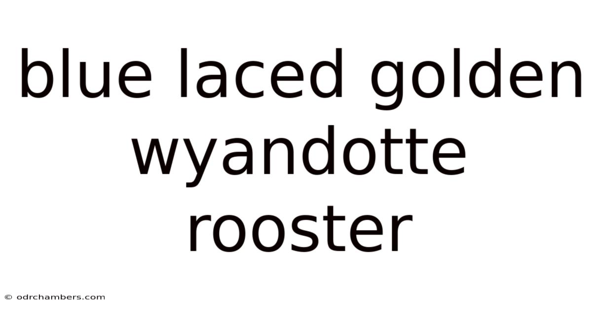Blue Laced Golden Wyandotte Rooster