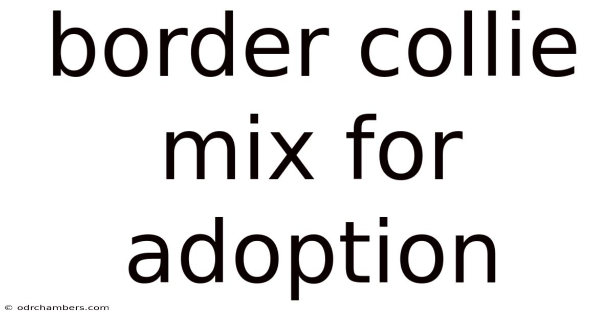 Border Collie Mix For Adoption