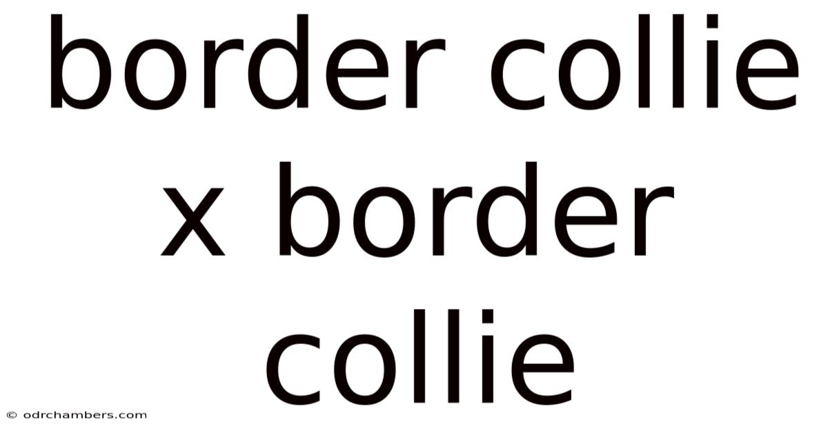 Border Collie X Border Collie