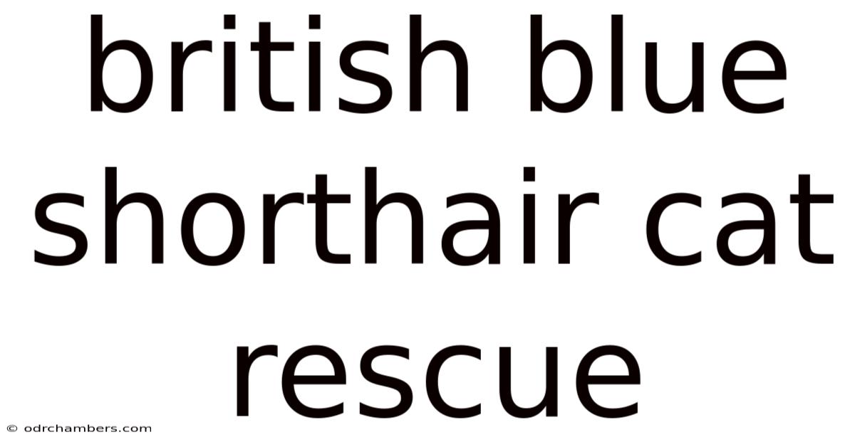 British Blue Shorthair Cat Rescue
