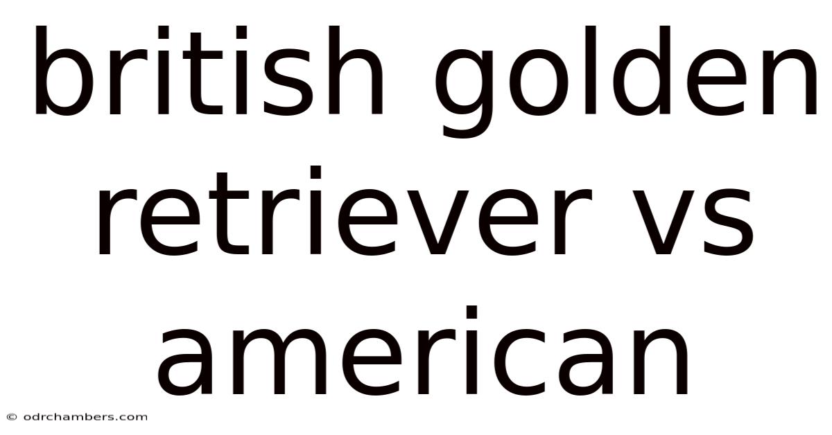 British Golden Retriever Vs American